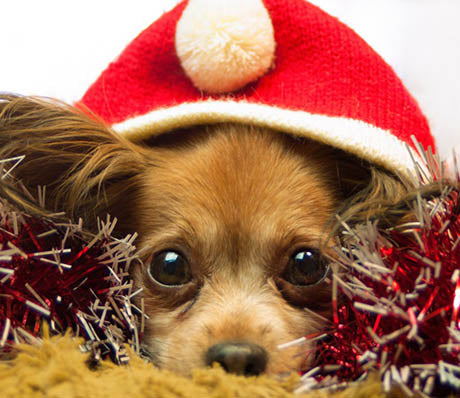 Funny pictures of Dogs on Christmas
