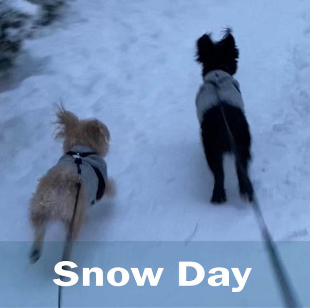 Snow Days are for the Dogs